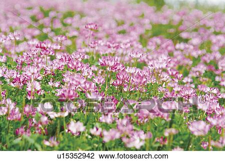 Milk vetch View Large Photo Image Stock Image - Milk vetch. Fotosearch
