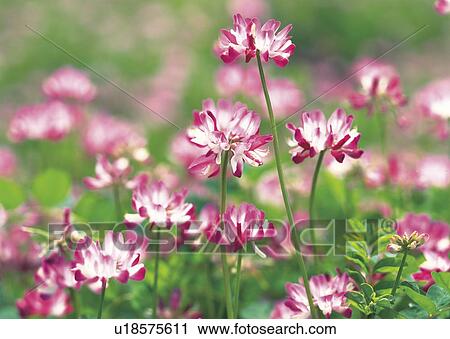 Stock Image - Milk vetch. Fotosearch