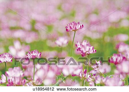 Stock Image - Milk vetch. Fotosearch