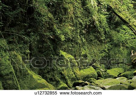 Moss growing on rocks, Yaku Islands, Kagoshima Prefecture, Japan View Large Photo Image Stock Photography - Moss growing on rocks, Yaku Islands, Kagoshima Prefecture, Japan. Fotosearch