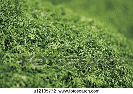 Moss View Large Photo Image Stock Image - Moss . Fotosearch