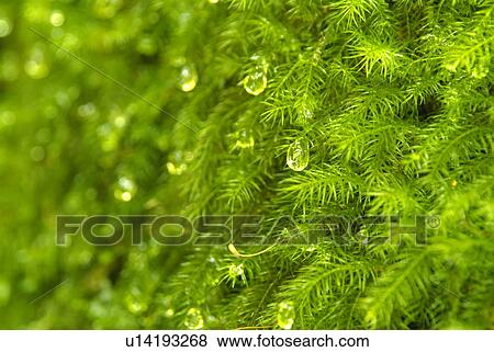 Moss View Large Photo Image Stock Photo - Moss. Fotosearch