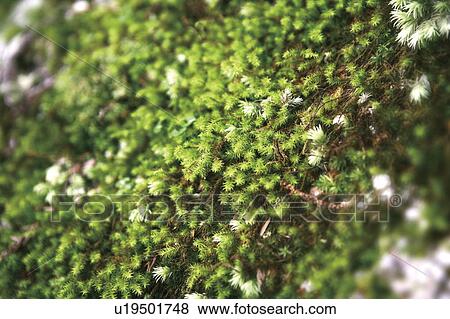 Stock Photo - Moss, Yakushima Islands, Kagoshima Prefecture, Japan. Fotosearch