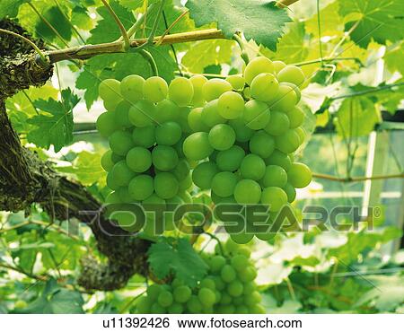 Muscat grapes hanging from vine View Large Photo Image Stock Photograph - Muscat grapes hanging from vine. Fotosearch