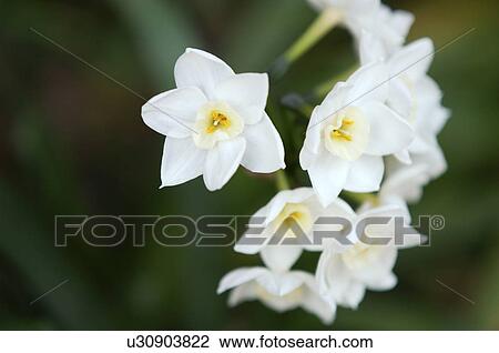 Narcissus View Large Photo Image Stock Image - Narcissus. Fotosearch
