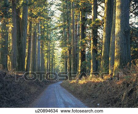 Picture - Nikko Highway Cedar avenue, Nikko, Tochigi Prefecture, Japan. Fotosearch