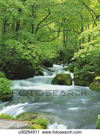 Stock Image - Oirase River, Aomori prefecture, Japan. Fotosearch