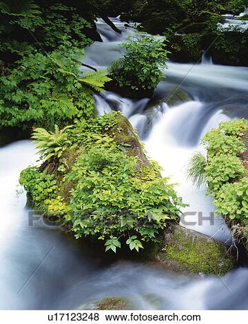 Stock Photo - Oirase River, Aomori prefecture, Japan. Fotosearch