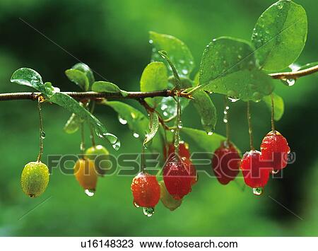Stock Image - Oleaster fruit covered in dew, Yokohama, Kanagawa Prefecture, Japan. Fotosearch