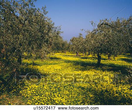 Olive tree orchard View Large Photo Image Stock Photo - Olive tree orchard. Fotosearch