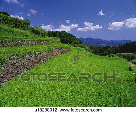 Stock Image - Paddy field in Saga Prefecture, Japan. Fotosearch