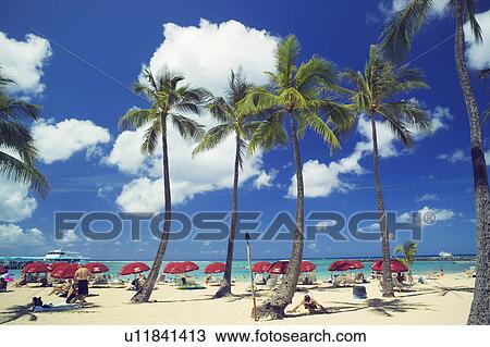 Palm trees on the beach, Waikiki Beach, Oahu, Hawaii, USA View Large Photo Image Stock Image - Palm trees on the beach, Waikiki Beach, Oahu, Hawaii, USA. Fotosearch