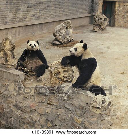 Pandas in their enclosure in Beijing Zoo, Beijing, China View Large Photo Image Stock Image - Pandas in their enclosure in Beijing Zoo, Beijing, China. Fotosearch