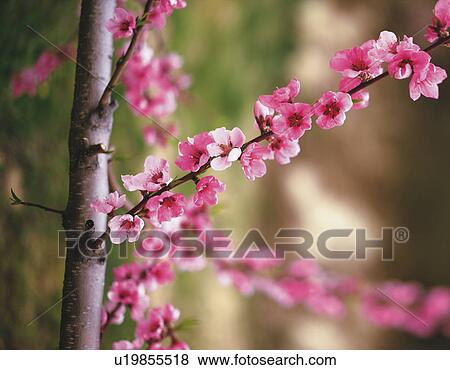 Peach blossoms, Fukushima, Fukushima Prefecture, Japan View Large Photo Image Stock Photo - Peach blossoms, Fukushima, Fukushima Prefecture, Japan. Fotosearch