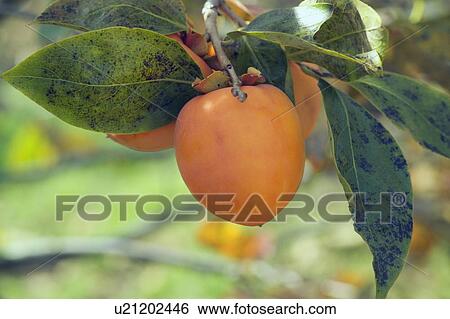 Persimmon on tree View Large Photo Image Stock Photograph - Persimmon on tree. Fotosearch