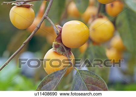 Stock Image - Persimmons on tree. Fotosearch