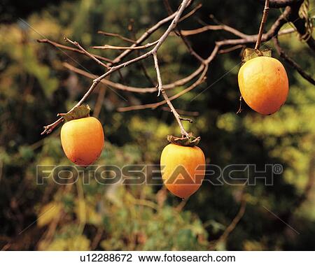 Stock Image - Persimmons on tree. Fotosearch