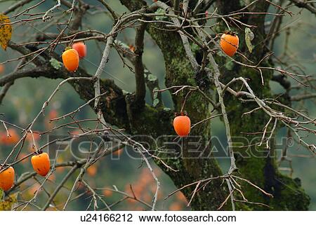 Persimmons on tree View Large Photo Image Stock Image - Persimmons on tree. Fotosearch