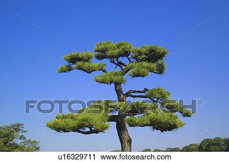 Stock Image - Pine tree and a clear blue sky. Fotosearch