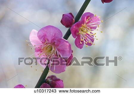 Stock Image - Pink Blossom. Fotosearch