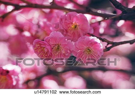 Pink Blossom View Large Photo Image Stock Image - Pink Blossom. Fotosearch