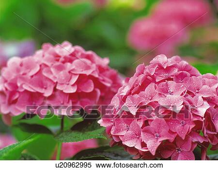 Pink hydrangea flowers covered in raindrops View Large Photo Image Stock Photography - Pink hydrangea flowers covered in raindrops. Fotosearch