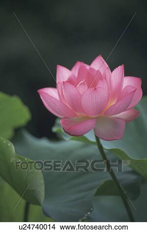 Pink Lotus flower View Large Photo Image Picture - Pink Lotus flower. Fotosearch