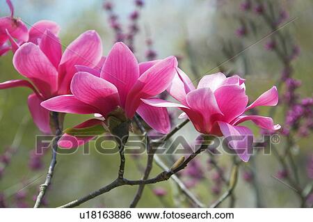 Pink Magnolia View Large Photo Image Stock Photograph - Pink Magnolia. Fotosearch