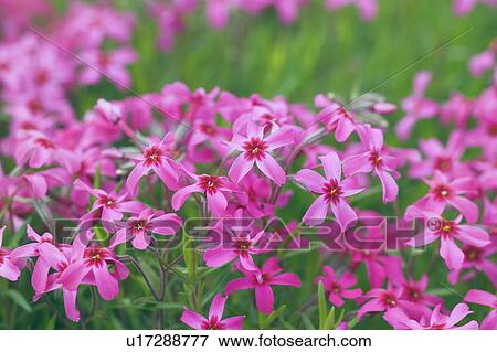 Pink Moss Phlox Subulata View Large Photo Image Stock Photo - Pink Moss Phlox Subulata. Fotosearch