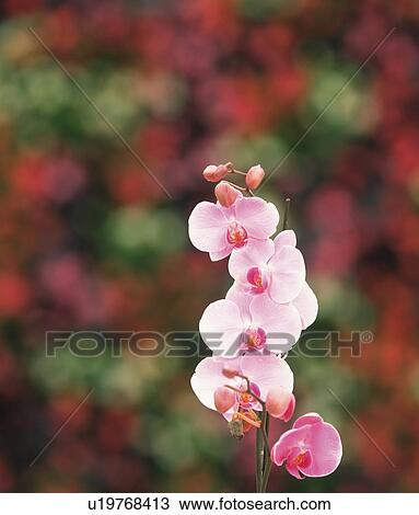 Pink Moth Orchid View Large Photo Image Stock Image - Pink Moth Orchid. Fotosearch