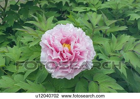 Pink peony View Large Photo Image Stock Image - Pink peony. Fotosearch
