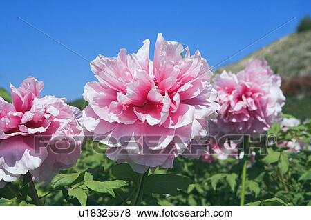 Pink peony View Large Photo Image Stock Photo - Pink peony. Fotosearch