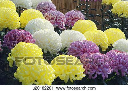 Stock Image - Pink, white and yellow chrysanthemums. Fotosearch