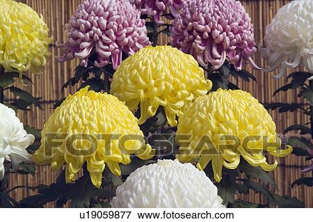 Stock Photo - Pink, white and yellow chrysanthemums. Fotosearch