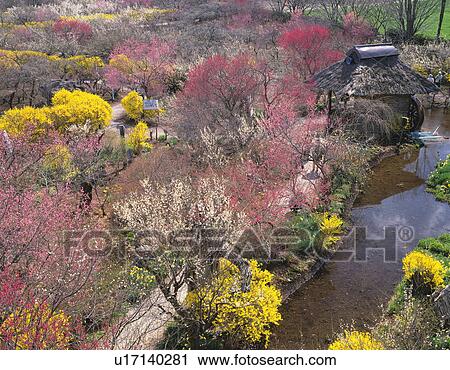 Stock Image - Plum Garden in Umebayashi, Ina Baien, Japan. Fotosearch