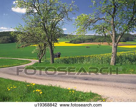 Stock Image - Plum trees beside a footpath. Fotosearch