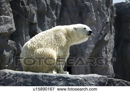 Polar bear in the Asahiyama Zoo, Hokkaido, Japan View Large Photo Image Stock Photo - Polar bear in the Asahiyama Zoo, Hokkaido, Japan. Fotosearch