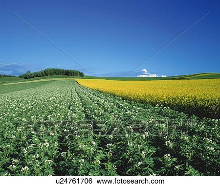Potato crops in Hokkaido, Japan View Large Photo Image Stock Photograph - Potato crops in Hokkaido, Japan. Fotosearch