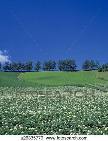 Potato field in Biei-Machi, Hokkaido, Japan View Large Photo Image Stock Photo - Potato field in Biei-Machi, Hokkaido, Japan. Fotosearch