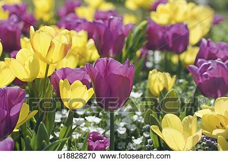 Stock Image - Purple and yellow tulips. Fotosearch