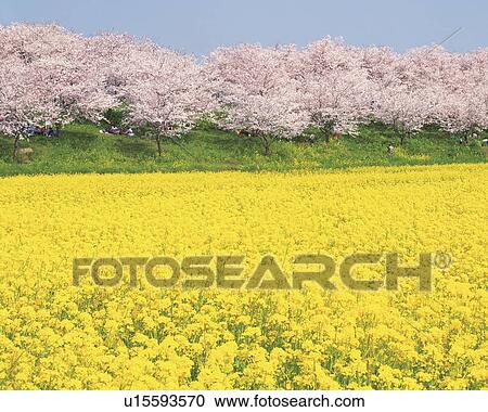Rape blossom field lined with blossoming cherry trees, Satte, Saitama Prefecture, Japan View Large Photo Image Stock Image - Rape blossom field lined with blossoming cherry trees, Satte, Saitama Prefecture, Japan. Fotosearch