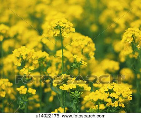 Stock Photograph - Rape-blossom field. Fotosearch