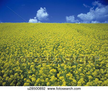 Rape blossom field under a blue sky View Large Photo Image Stock Image - Rape blossom field under a blue sky. Fotosearch