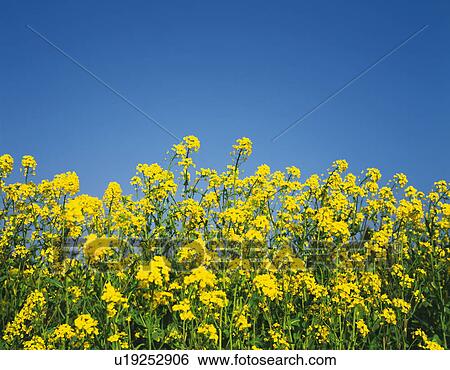 Rape-blossom field under a clear blue sky, Gotemba, Shizuoka Prefecture, Japan View Large Photo Image Stock Photograph - Rape-blossom field under a clear blue sky, Gotemba, Shizuoka Prefecture, Japan. Fotosearch