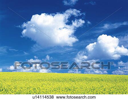 Rape blossom field under white clouds, Biei-Machi, Hokkaido, Japan View Large Photo Image Stock Photo - Rape blossom field under white clouds, Biei-Machi, Hokkaido, Japan. Fotosearch