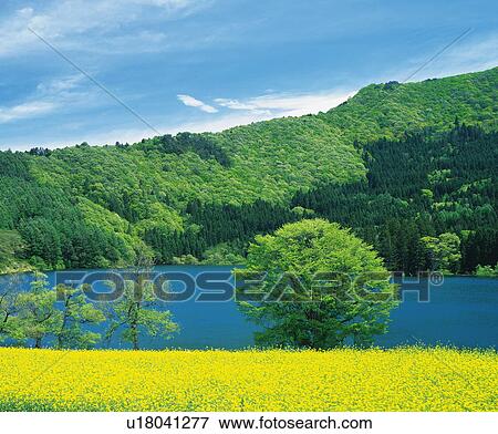 Rape blossoms and a green forest surrounding Hokuryu lake, Nagano Prefecture, Japan View Large Photo Image Stock Photo - Rape blossoms and a green forest surrounding Hokuryu lake, Nagano Prefecture, Japan. Fotosearch