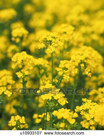 Stock Photo - Rape-blossoms field. Fotosearch