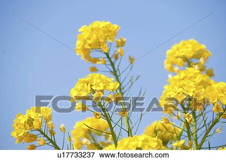 Stock Photo - Rape blossoms in Tateyama, Chiba Prefecture, Japan. Fotosearch