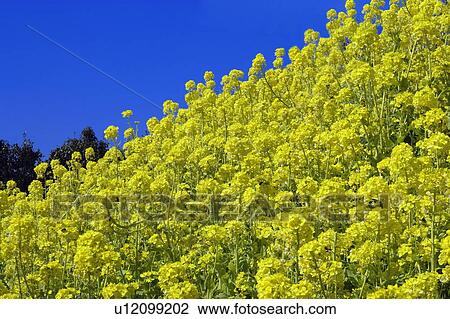 Stock Image - Rape blossoms. Fotosearch