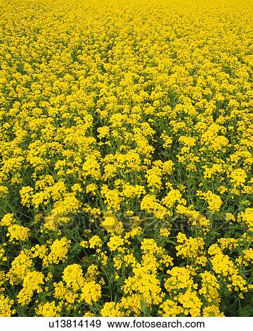 Stock Photo - Rape blossoms. Fotosearch